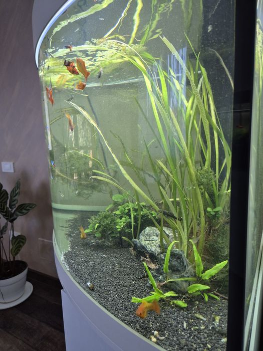 Acvariu pesti exotici juwel trigon led 350 litri