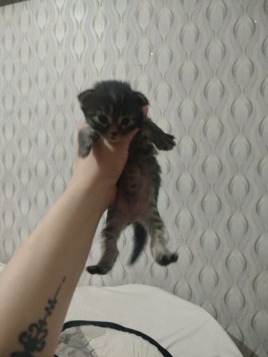 Открыта бронь котята мей кун