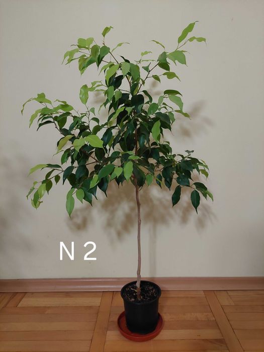 Продавам фикуси бенджамин 25-65 лв.