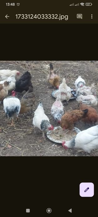 Яйца кур на инкубацию