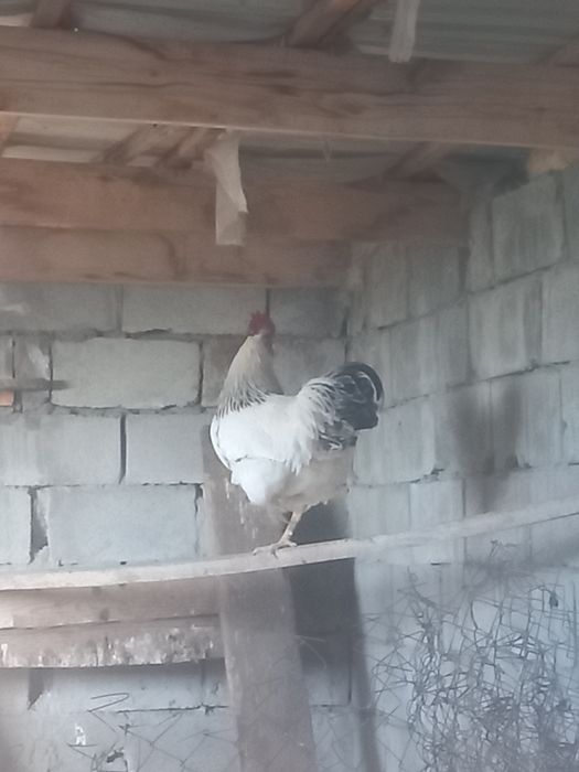Продам петух молодой