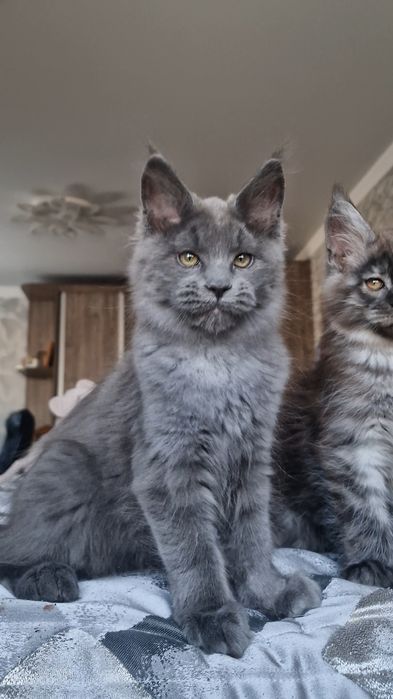 Котята мейн-куны .