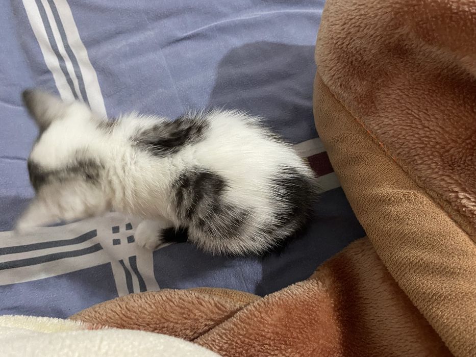 Котенок в добрые руки