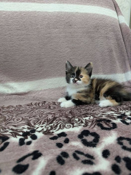 Котята бесплатно в добрые руки