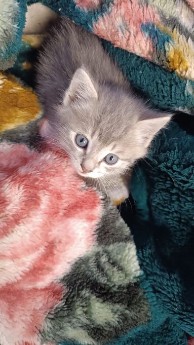 Отдам котят!срочно!