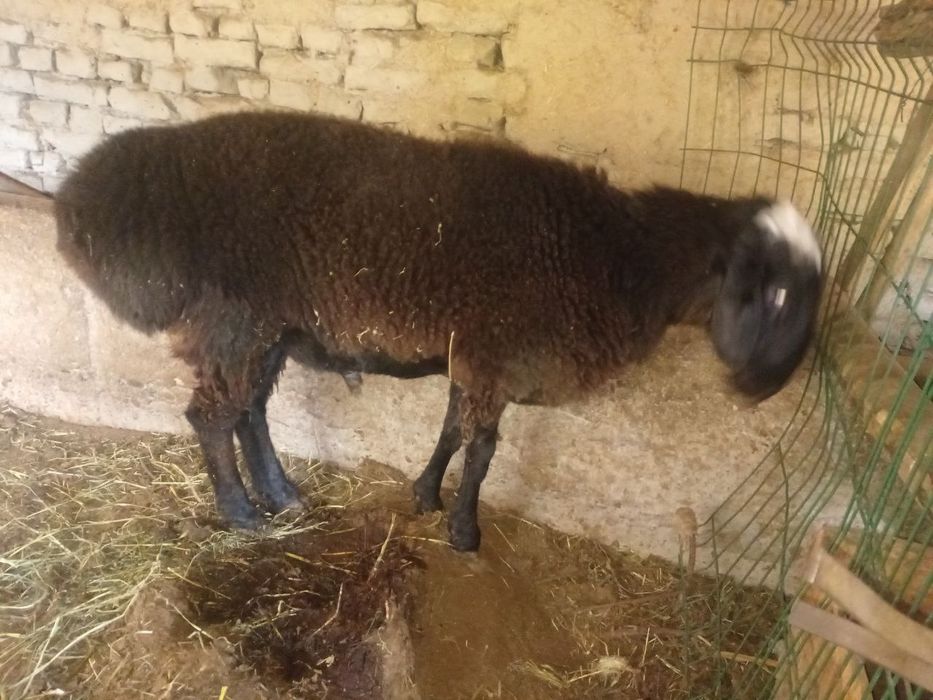 Кучкор бокилган ва бокишга