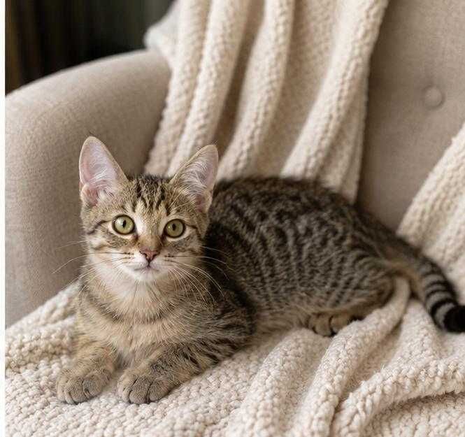 Спасенные котята ищут дом