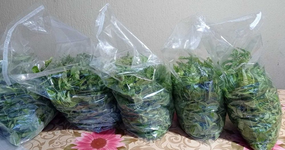 Răsaduri mentaolandeza cimbrisor salvie busuioc