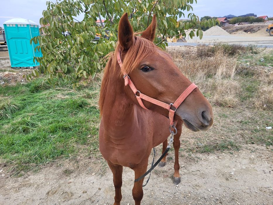 Mânză de vânzare