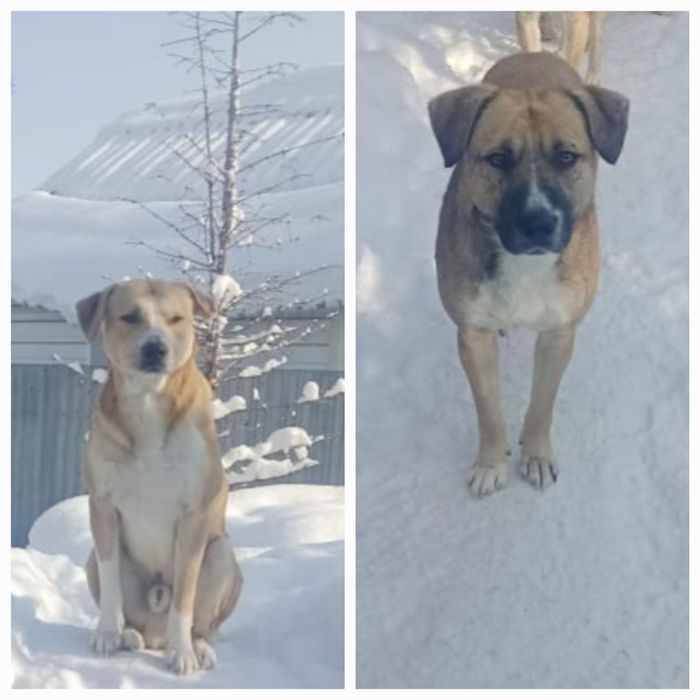 Срочно на пристройство две собаки!