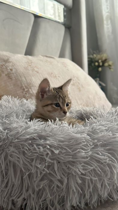 породистый котенок