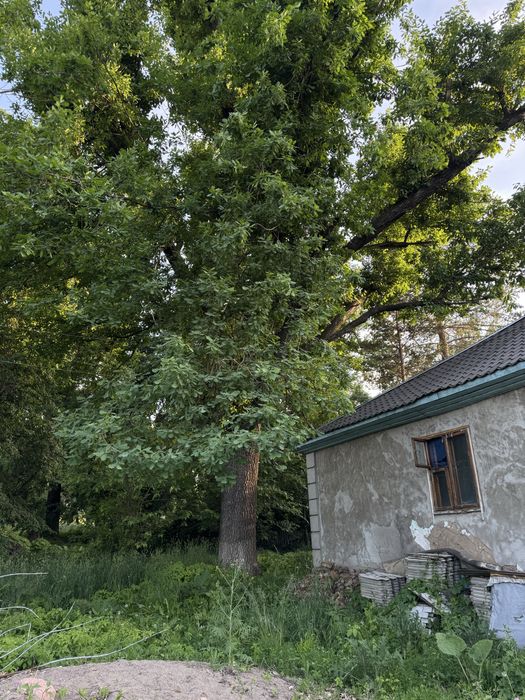 Продам Дерево дуба на корню