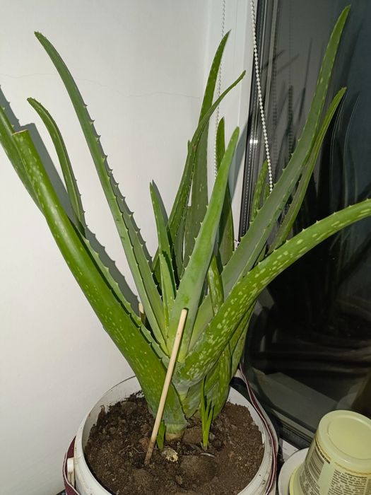 Продам комнатные цветы