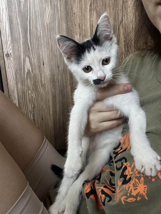 Девочка котенок в добрые руки