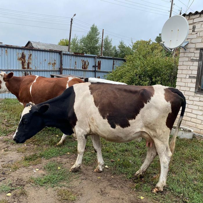 Продам каров 3 головы цена даговорное