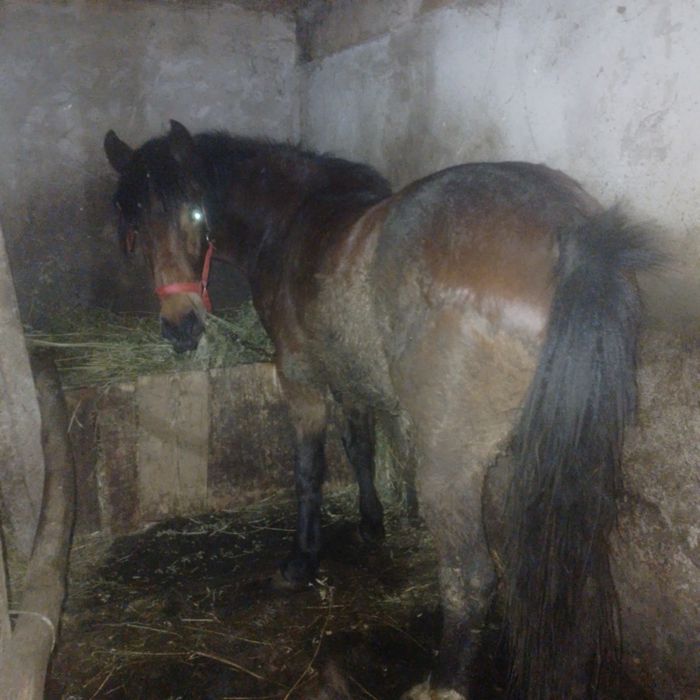 Vând mânza,,   ,,,