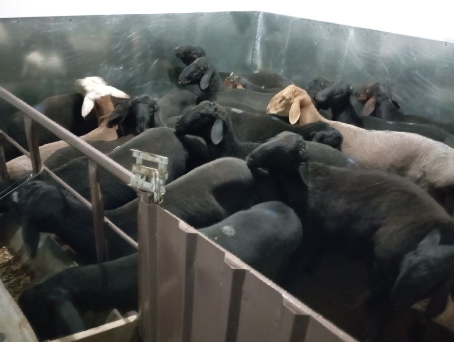 Qassob-service hizmati