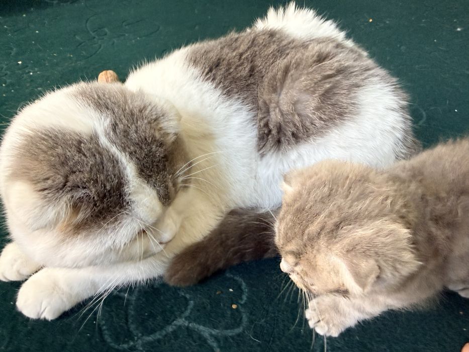 Scottish Fold  mushukcha sotiladi
