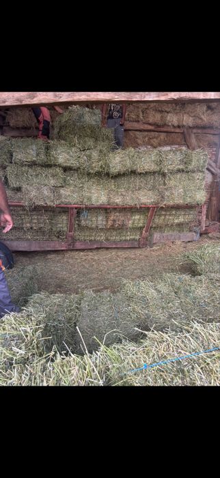 Baloti lucerna si fan