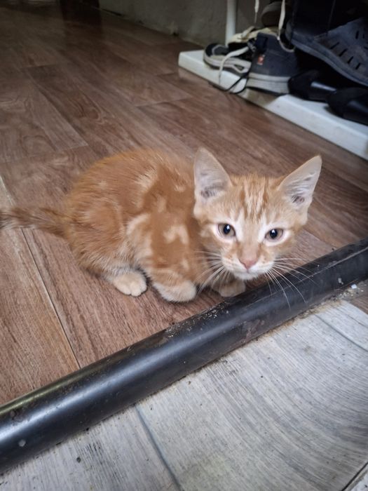 Отдам котят в добрые руки