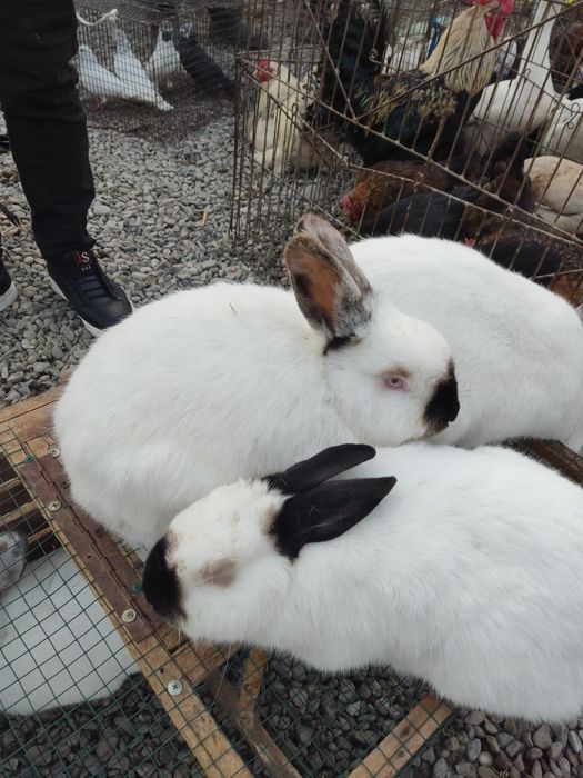Quyon tovuq induk ordek va boshqa turdegi parranda goshtlarimiz bor