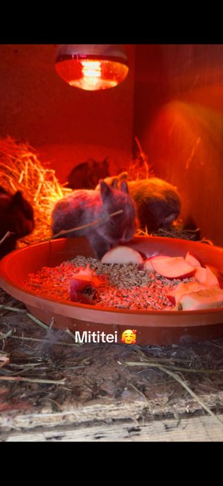 Olandez pitic puiuti