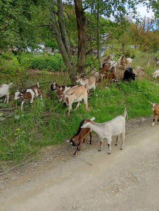 Ieduti de vanzare
