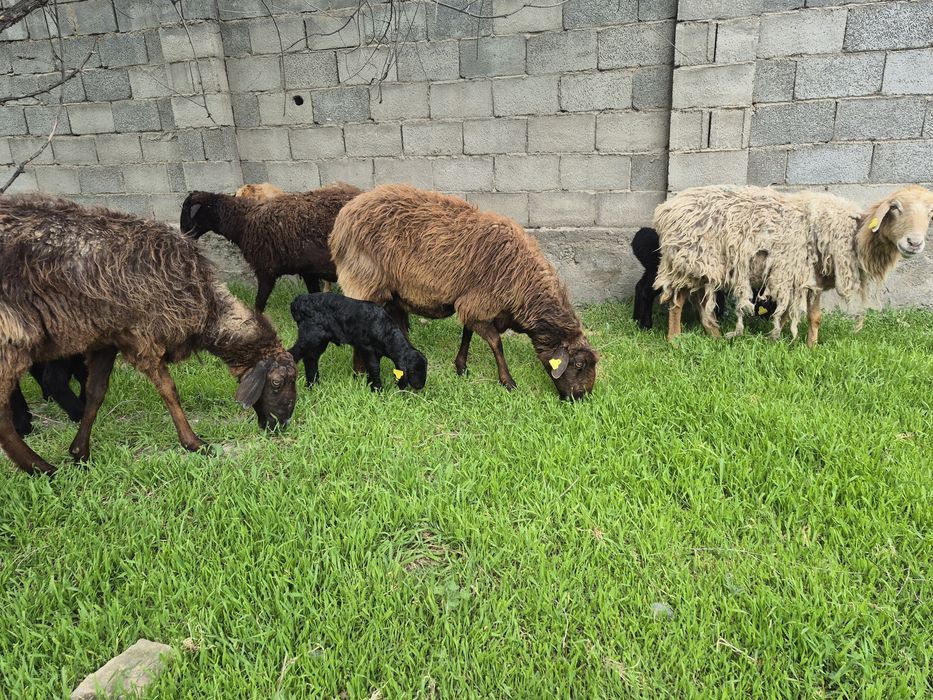 Козылы койлар қозылы қойлар қой