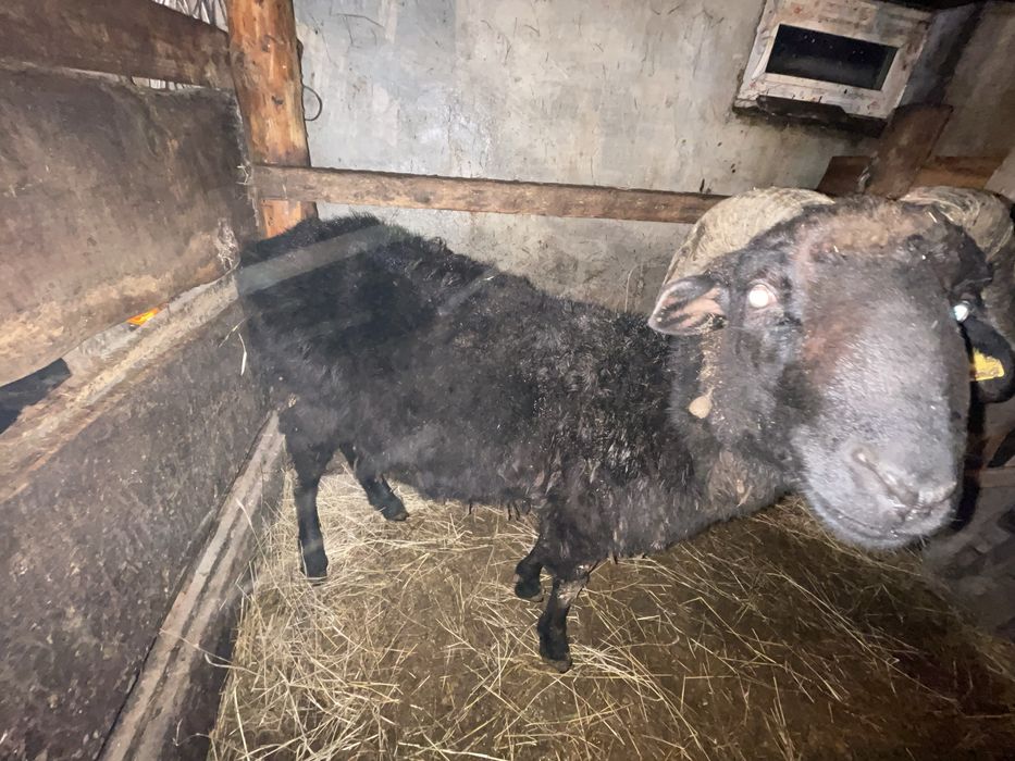 Қошкар саттылады