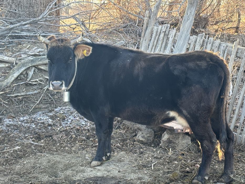 Сиыр / Корова продам