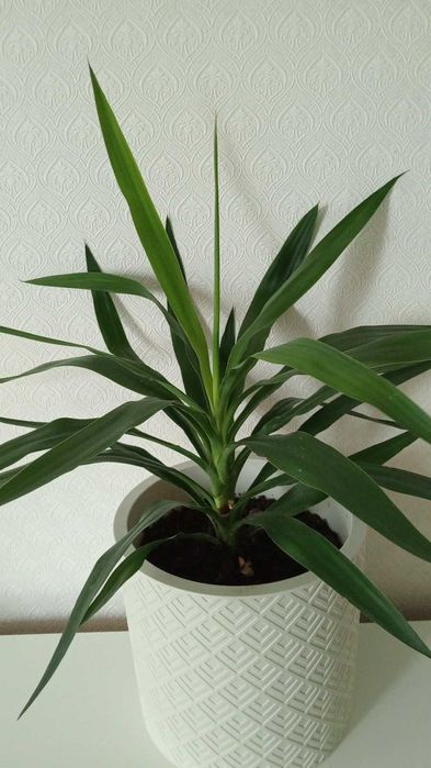 Красивые и Уютные Цветы в Ваш Дом