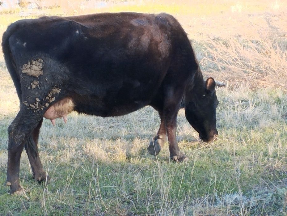 Продам двух коров