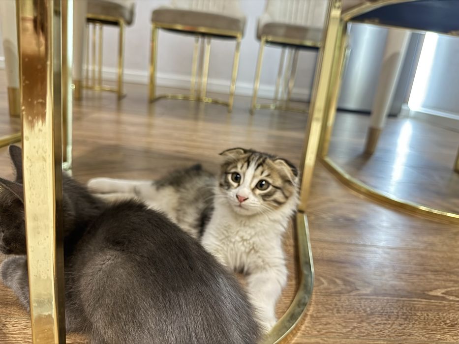 Продается вислоухий котенок