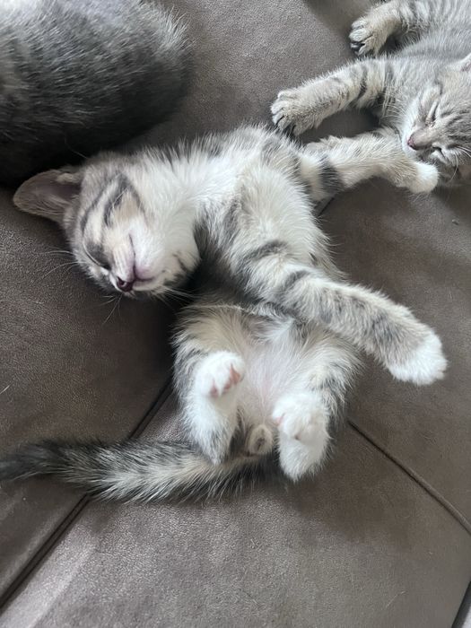 Котята британцы добрые руки