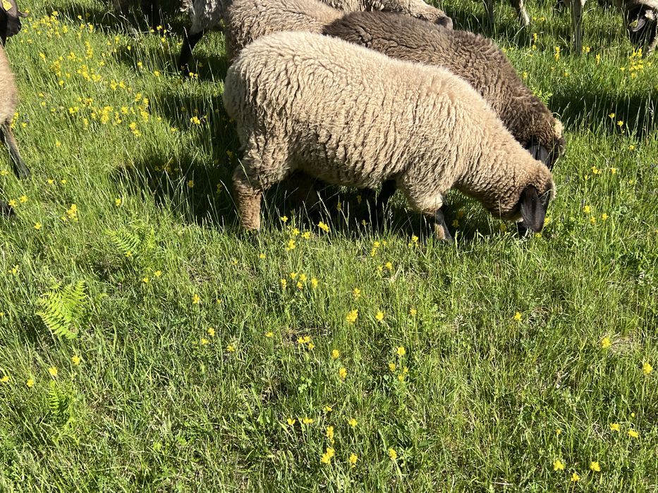 Vand miei rasa de carne (suffolk, carabas)