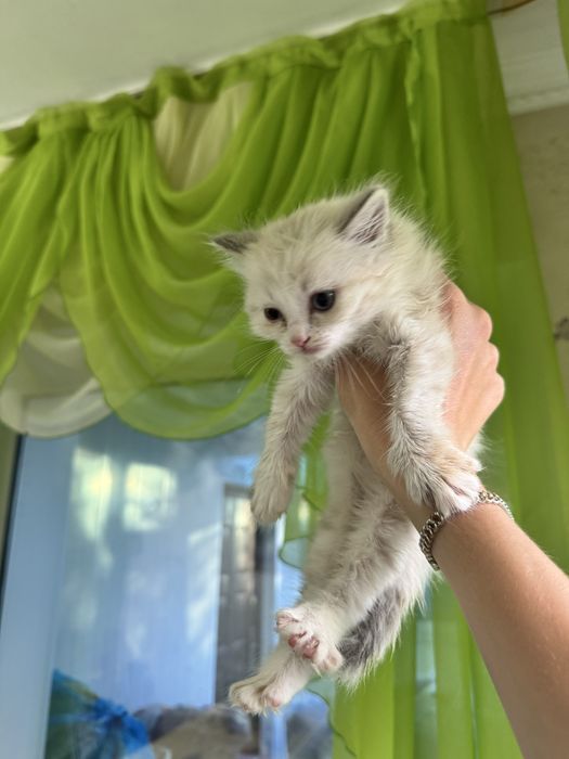 Котята бесплатно