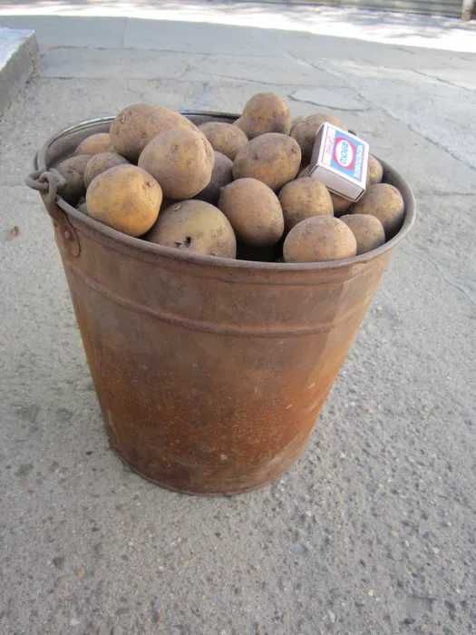 Картофель семенной.