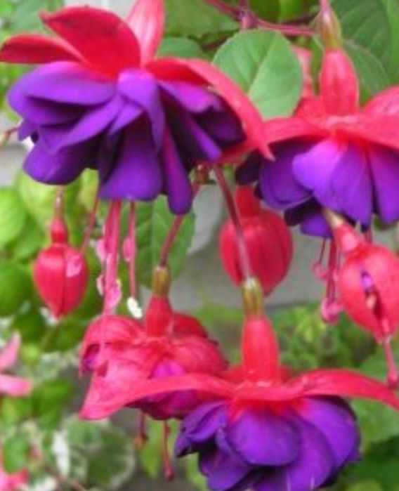 Цветы для дома от 500 и выше