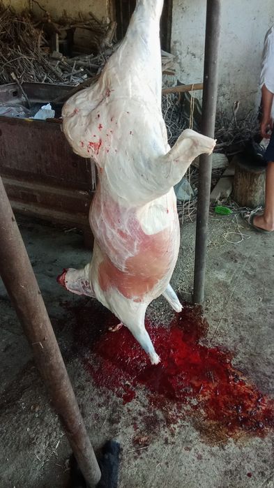 Кой, токты сатылады