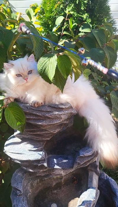 Fetita British Longhair alba cu ochi albastri - linie selecta