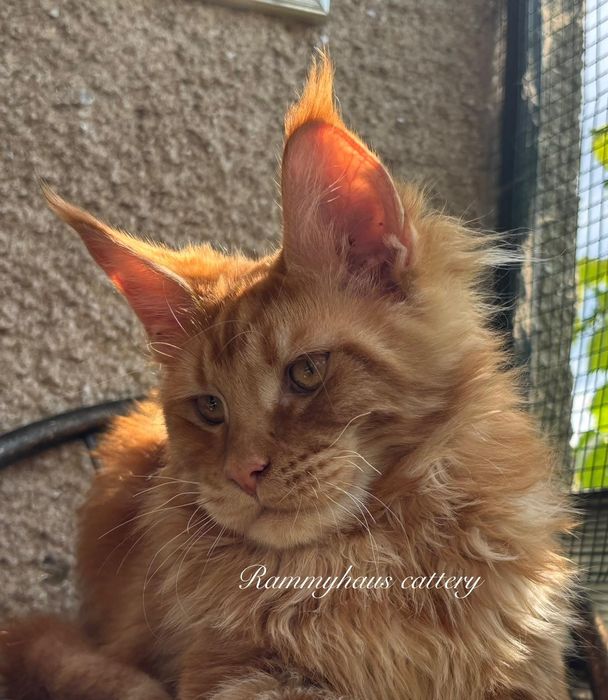 Felisa autorizata WCF, vinde pisoi cu pedigree, rasa Maine coon