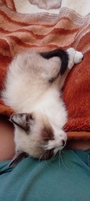 Котят отдам в добрые руки