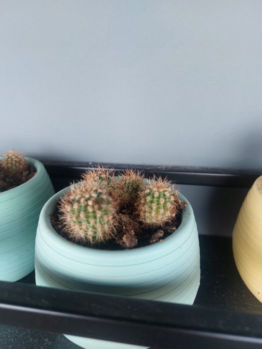 Малки кактуси (Echinopsis) лично предаване София Хиподрума