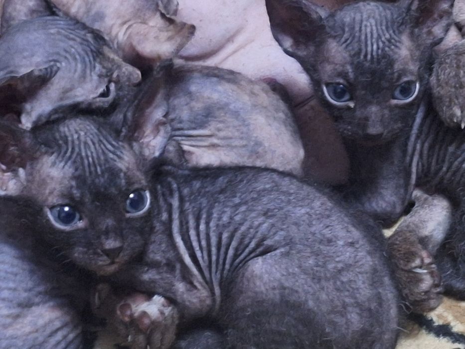 Котята сфинкса 1 месяц