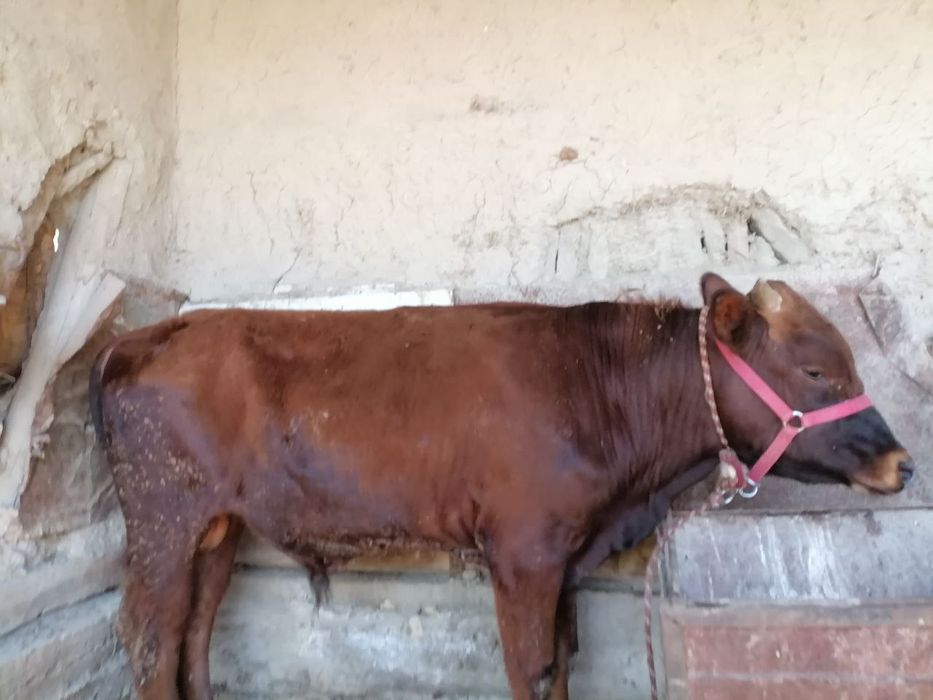 1 yarim yoshar qizil buqa