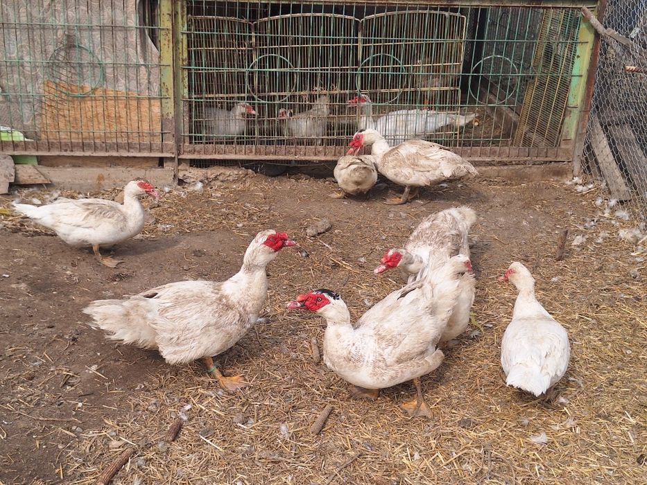 Индоутки крупные