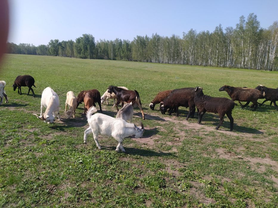 Продам Коз и овец