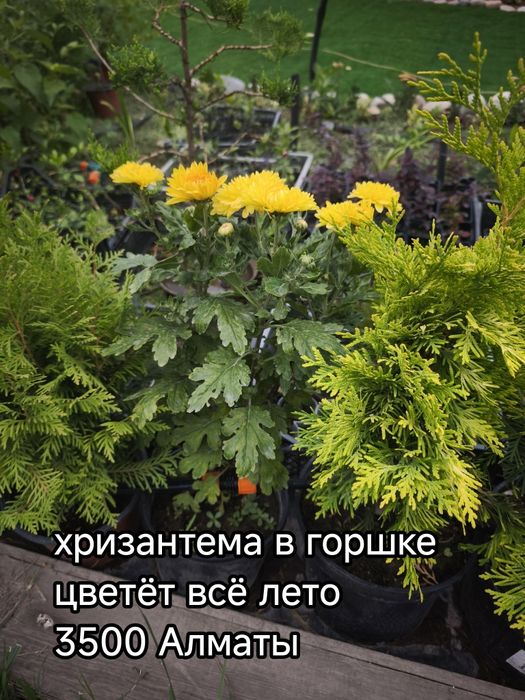 Цветы для красивого сада