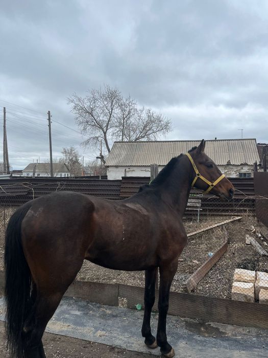 Продам лошадь чистокровный