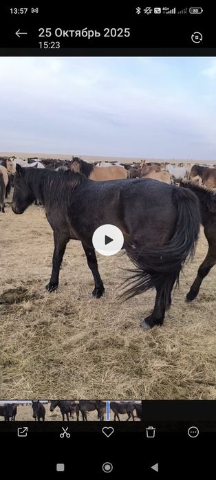 Кобылы на продажу срочно!